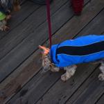 Cambria_2015_0220 (November 07, 2015)